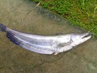 post-42398-0-19946500-1364458227_thumb.j