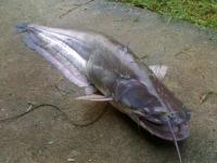 post-42398-0-68654400-1364458262_thumb.j