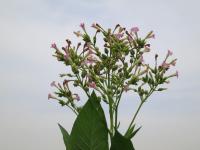 post-70928-0-04374300-1363752830_thumb.j