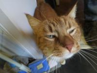 post-70928-0-23038400-1362154810_thumb.j