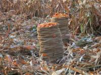 post-70928-0-25391200-1364346320_thumb.j