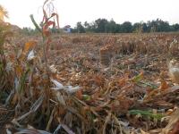 post-70928-0-25882800-1364346314_thumb.j