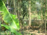 post-70928-0-30687500-1364110601_thumb.j