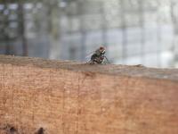 post-70928-0-66795600-1363836015_thumb.j