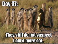 post-78923-0-11190000-1362392229_thumb.p