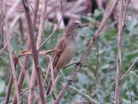 post-12069-0-09819200-1396008776_thumb.j