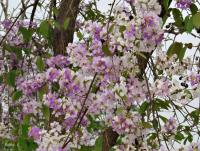 post-12069-0-42990500-1393908282_thumb.j