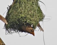 post-12069-0-88533800-1394340696_thumb.j