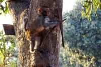 post-140056-0-19889500-1394091685_thumb.