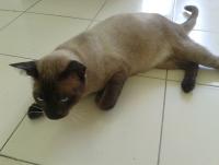 post-17753-0-27325600-1396086959_thumb.j