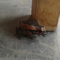 post-17753-0-37167600-1395500723_thumb.j