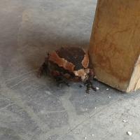 post-17753-0-76317300-1395500763_thumb.j