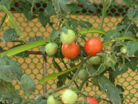 post-184243-0-98707500-1394612175_thumb.