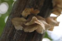 post-185776-0-14741100-1396005817_thumb.