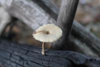 post-185776-0-72505700-1396005788_thumb.