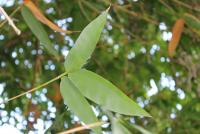 post-185776-0-73317400-1396002467_thumb.