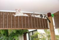 post-22250-0-45522100-1394454688_thumb.j