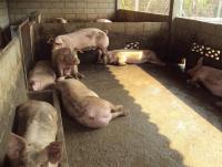 post-32351-0-08438200-1395309828_thumb.j