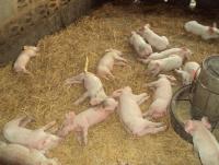 post-32351-0-30925100-1394129905_thumb.j