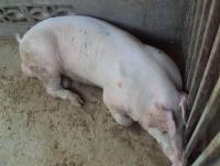 post-32351-0-39642200-1395310143_thumb.j