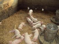 post-32351-0-41800400-1394129935_thumb.j