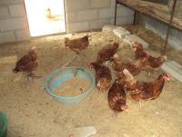 post-32351-0-49772600-1395310197_thumb.j