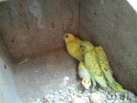 post-32351-0-59544300-1395310102_thumb.j