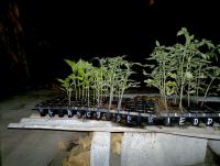 post-37242-0-05870200-1394639101_thumb.j