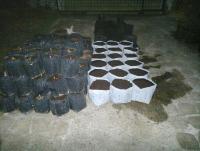 post-37242-0-78261500-1394639060_thumb.j