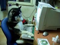 search dog.jpg
