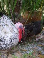 post-85853-0-21887700-1394530325_thumb.j