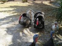 post-85853-0-30226700-1394530241_thumb.j