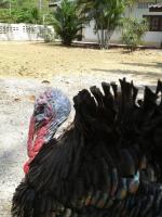 post-85853-0-79445100-1394530305_thumb.j