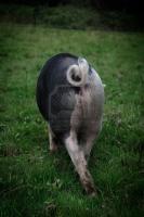 post-86291-0-38189800-1396085773_thumb.j