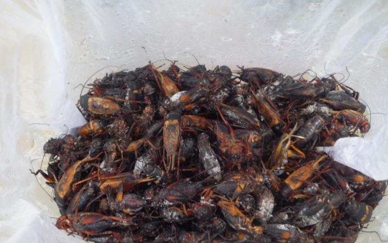 post-101376-0-29676000-1426010559_thumb.