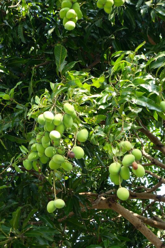 post-101742-0-14483300-1427248754_thumb.