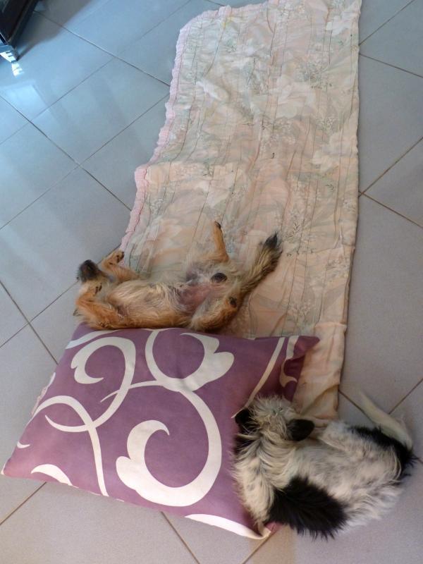 post-102759-0-42386100-1427420946_thumb.