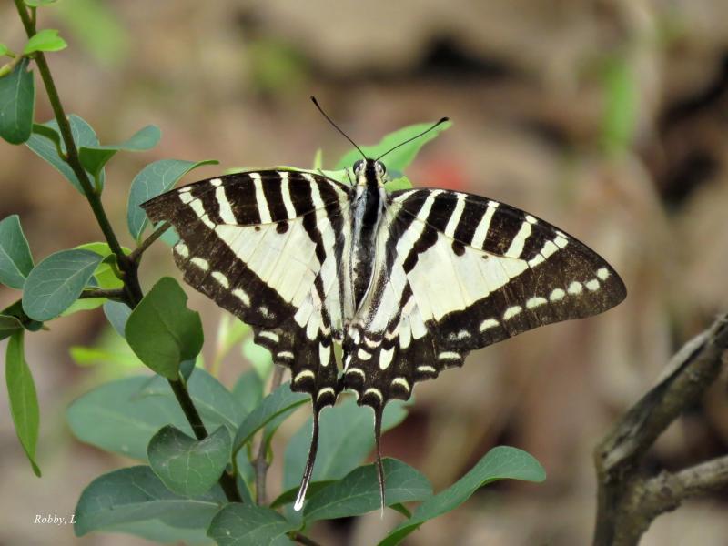 post-12069-0-11481800-1425782176_thumb.j