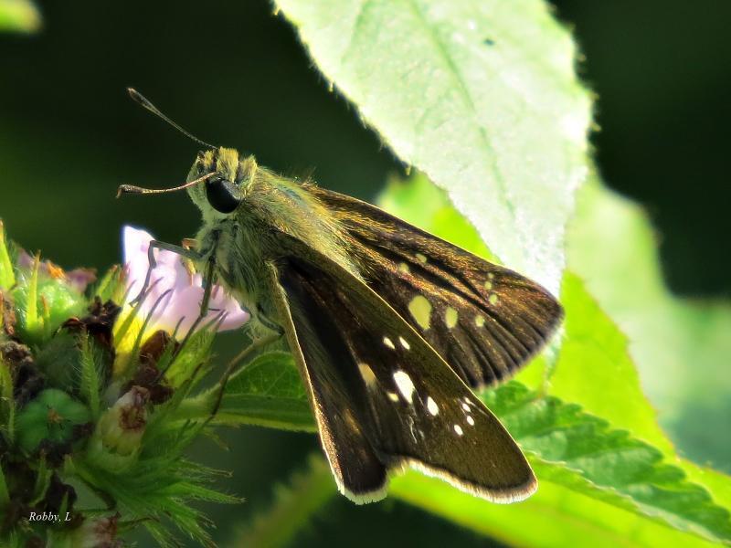 post-12069-0-12663700-1427165209_thumb.j