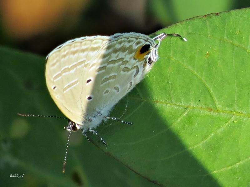 post-12069-0-22186700-1426077663_thumb.j