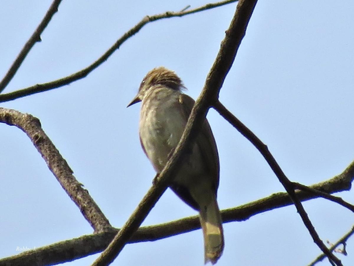 post-12069-0-27560400-1425187374_thumb.j