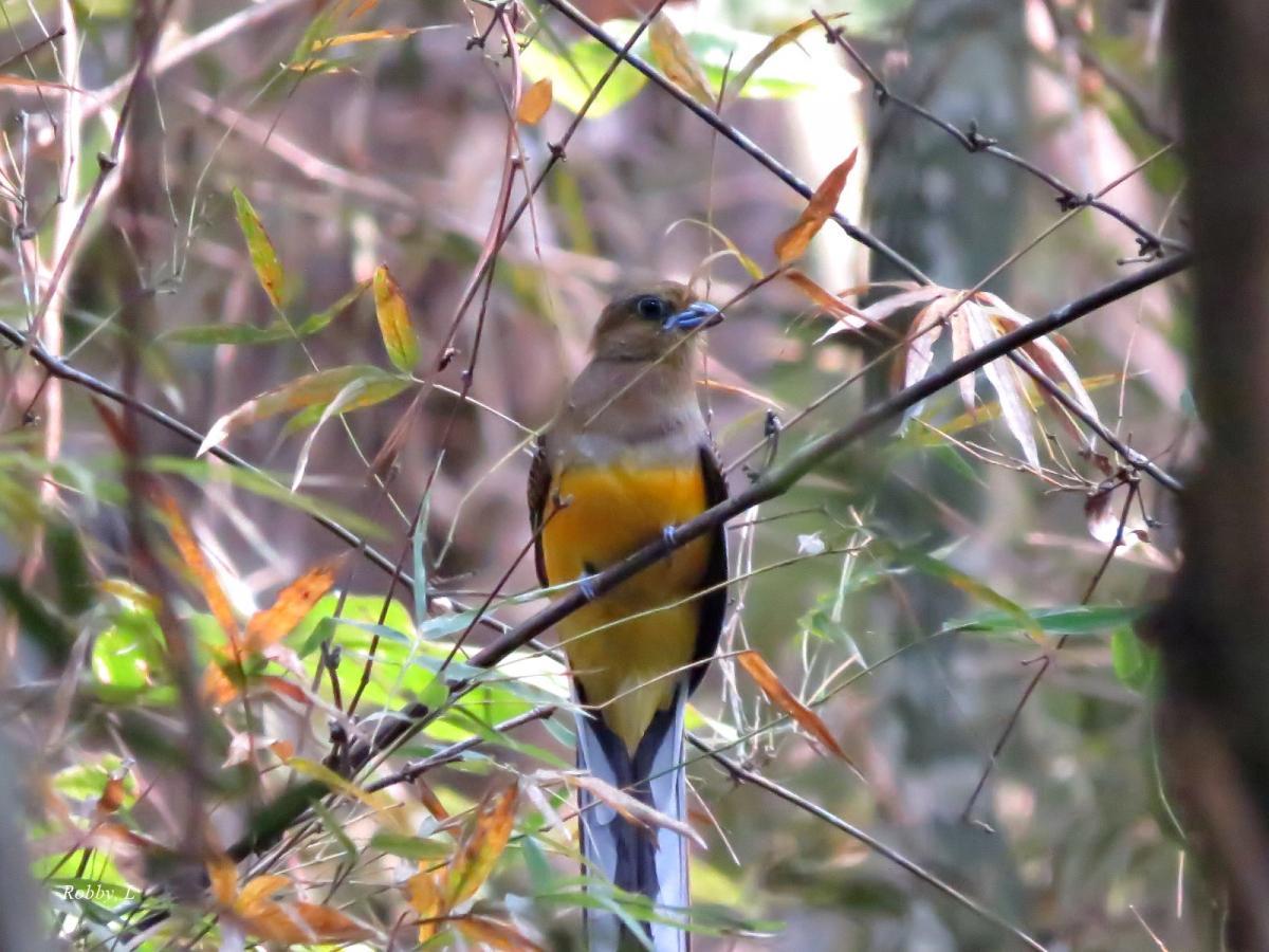 post-12069-0-39013600-1425182799_thumb.j