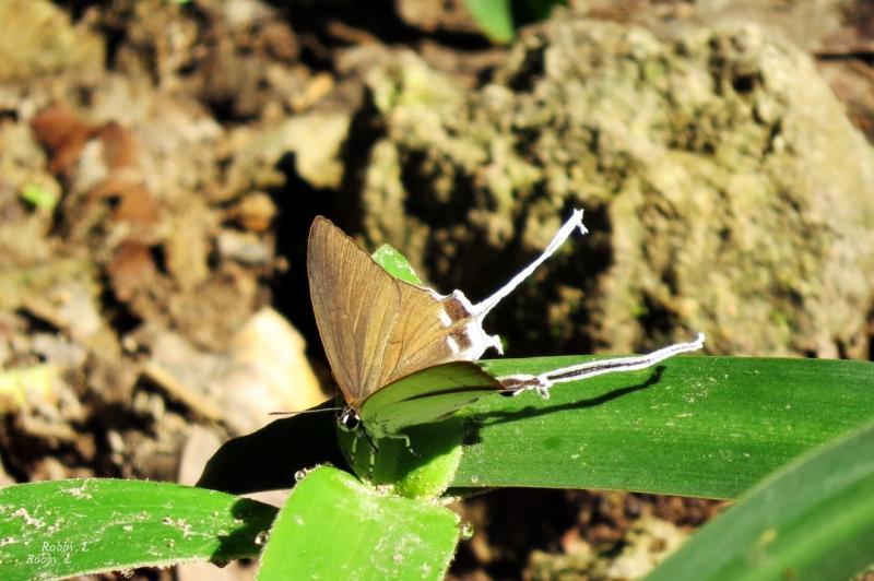 post-12069-0-41133600-1427696467_thumb.j