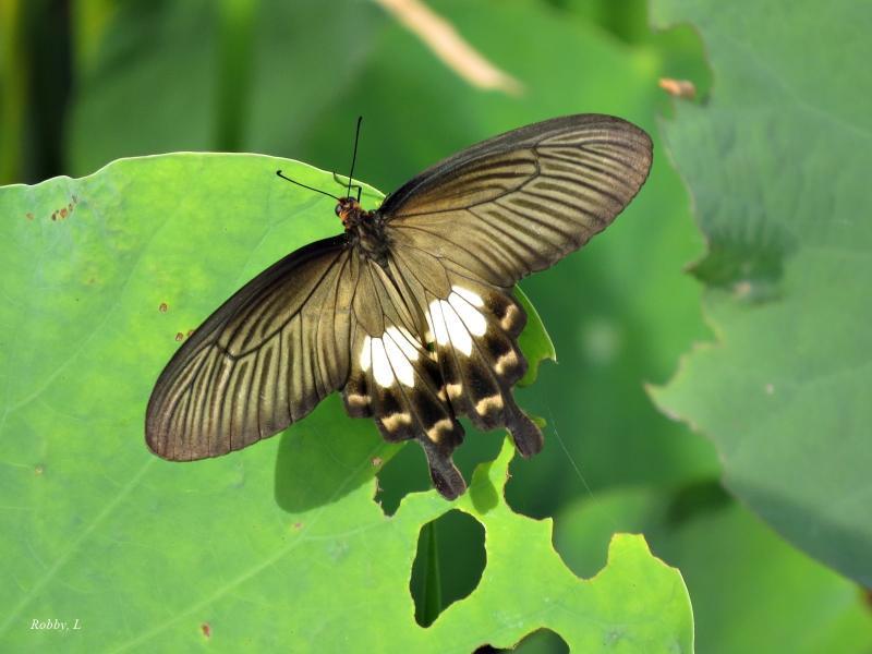 post-12069-0-49752800-1427779831_thumb.j