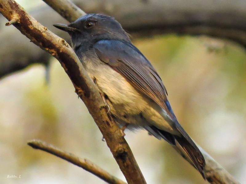 post-12069-0-51876600-1425782620_thumb.j