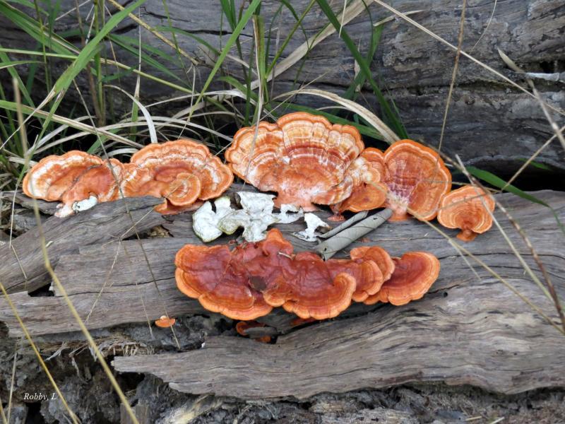 post-12069-0-60856300-1427334163_thumb.j