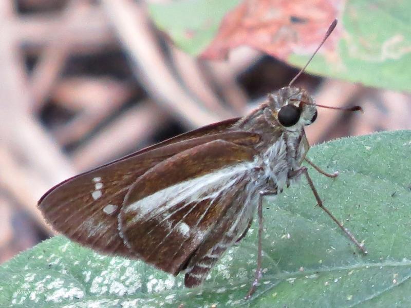 post-12069-0-81407400-1427603754_thumb.j