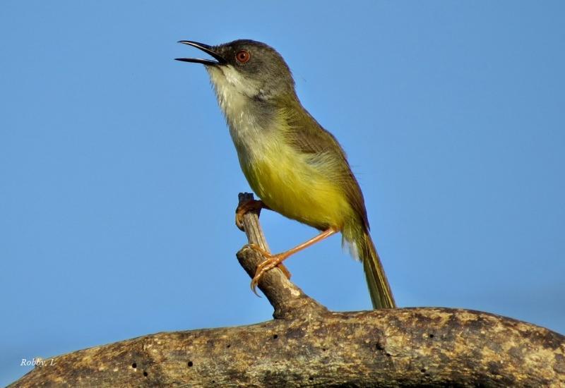 post-12069-0-83803200-1425856851_thumb.j