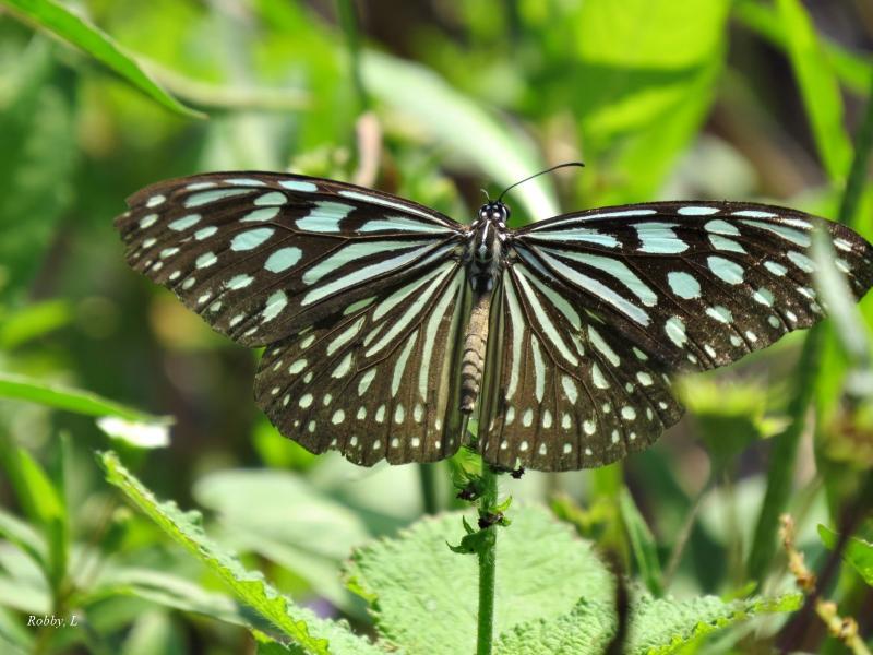 post-12069-0-91443200-1425564396_thumb.j