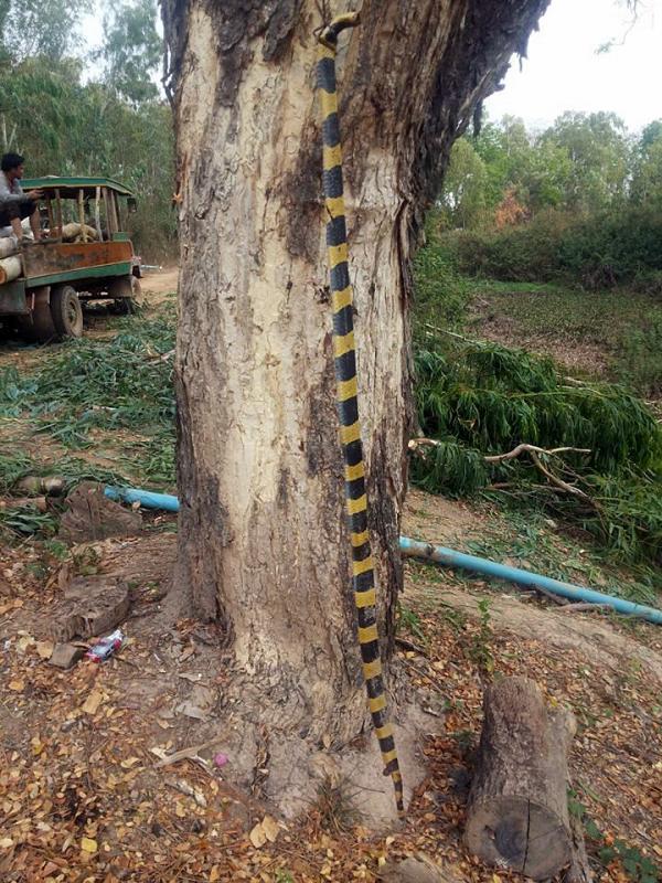 post-140056-0-57195000-1425617196_thumb.